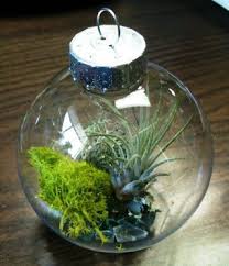North Haven Gardens Christmas Bulbs Mini Terrarium Terrarium