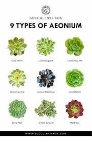 Pin By Bella Kamli On Plantas Succulent Gardening Types Of Succulents Succulent Names Succulents as a whole have very similar care needs.