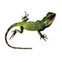 Image result for Dolichos pseudocajanus