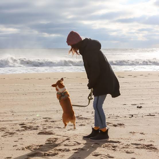 The fall is a wonderful time in OC for more reasons than one. During this  time of year, leashed dogs are permitted on the beach and boardwalk again!  Bring your pup along
