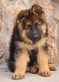 The evolution of the breed and its changed appearance in the last fifty years has provoked fierce debate: Westside German Shepherd Rescue Of Los Angeles