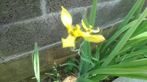 Vincent van gogh, seniman belanda terkenal, melukis dua gambar yang menggambarkan iris. Hd1080p Pesona Tanaman Hias Bunga Iris Airis Iris Pseudacorus Yang Dijuluki Anggrek Darat Youtube