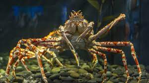 In fact, these gentle giants love to hide, attaching seaweed and sponges to their shell as camouflage. Giant Japanese Spider Crab Tennessee Aquarium