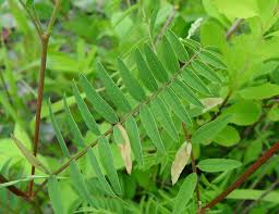 Image result for Hedysarum