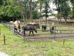 În cadrul grădinii animalele sunt. GrÄƒdina ZoologicÄƒ Din Targu Mures Din MureÈ™ Planiada