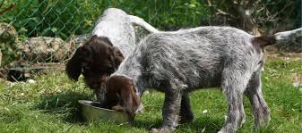 750 grammi di carne bovina, affettata e cotta; La Corretta Alimentazione Dei Cani Da Caccia