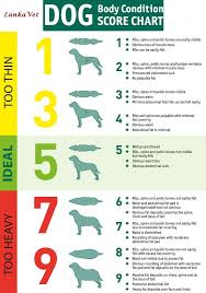 Dj Vet Line Body Condition Score Charts Of Dogs And Cats