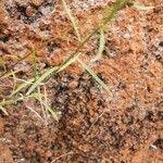 Image result for Wahlenbergia abyssinica