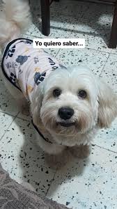 A ver los leo👀❤️🐶