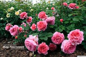 princess alexandra of kent rose photo rose rose photos david austin roses