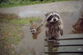 Hehehe Cute Animals Animals Wild Animals