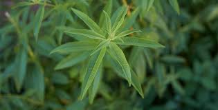 Image result for Aloysia citrodora