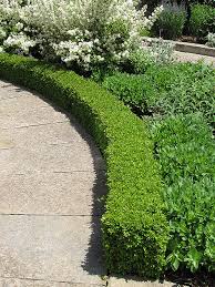 The small round leaves remain forest green throughout the winter. Green Velvet Boxwood Buxus Green Velvet In Wilmette Chicago Evanston Glenview Skokie Winnetka Illinois Il At Chalet Nursery