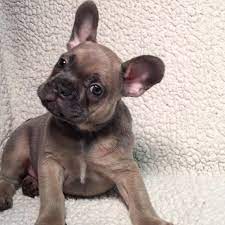 Blue Sable Fawn Male French Bulldog French Bulldog Bulldog French Bulldog Puppies