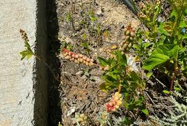 Image result for Agarista salicifolia