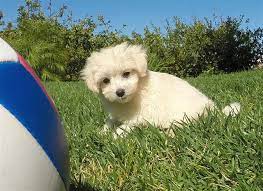 High quality red toy poodle puppy is ready for their forever home. Perfect Maltipoo Puppy 4 Sale Maltese X Toy Poodle For Sale In San Diego California Classified Americanlisted Com