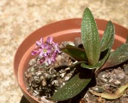 Image result for Ledebouria revoluta
