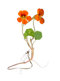 Image result for Nasturtium