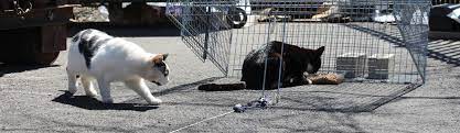 Tnr prefabrik offers all kinds of mobile building solutions for all special and institutional demands. Neighborhood Cats How To Tnr What Is Tnr