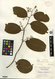 Image result for Allocassine laurifolia