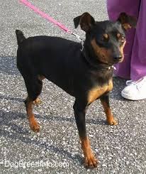 Miniature Pinscher Dog Breed Information And Pictures