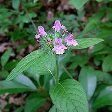 Image result for Clinopodium uhligii
