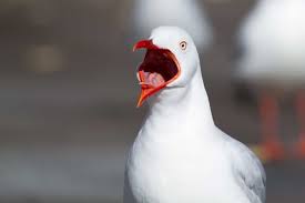 Vowel letters producing the uh sound. Master Spanish Vowels With Diphthongs Triphthongs And Hiatuses Oh My