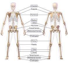 Bones can be divided into 3 generic groups: The Long Bones In Human Anatomy Are Highlighted Image Obtained And Download Scientific Diagram