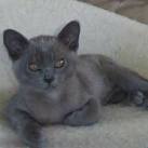 Blue Burmese Cat History and Characteristics | LoveToKnow