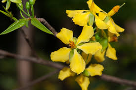 Image result for Ochna katangensis