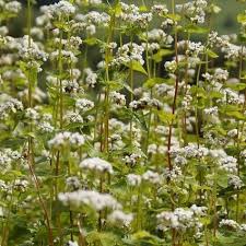 Image result for Fagopyrum esculentum