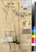 Image result for Aeschynomene tenuirama