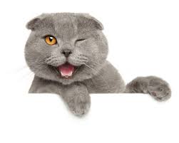 92,200+ Smiling Cat Stock Photos, Pictures & Royalty-Free Images - iStock | Smiling  cat white background, Smiling cat isolated, Smiling cat teeth