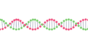 What Does Dna Stand For Helix