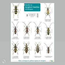 A native of asia, it has become established, and caused significant. Field Guide Longhorn Beetles Of Britain Muddy Faces
