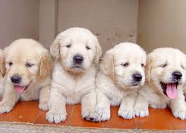 So consider replacing their heat with a puppy heat cusion. What Do I Do On The First Night With My Puppy Let S Go Fido