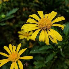 Image result for Euryops chrysanthemoides