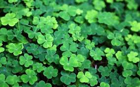Here are only the best st patricks wallpapers. 15 Best St Patrick S Day Wallpapers And Backgrounds