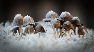 Image result for Coprinus sp.