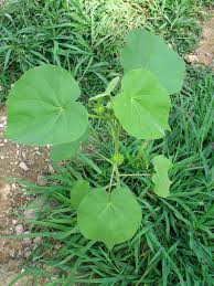 Image result for Sida veronicifolia