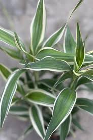 Image result for Dracaena sanderiana