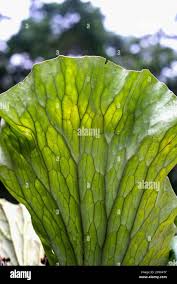Image result for Platycerium stemaria