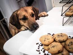 We did not find results for: Chocolate Poisoning In Dogs Vca Animal Hospital