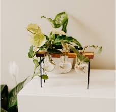 How can you not love this plant? Learn How To Propagate Heart Leaf Philodendron In Water House Fur