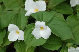 Some animals and plants smell plain horrible, making whiffs of excrement or rotting meat. Bad Smelling Flowers And Their Use In Landscaping