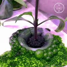If you don't want to suffer from throat irritation, nasal stuffiness, eye irritation, coughing. 12 Hydroponic Problems And How To Solve Them Our Little Suburban Farmhouse