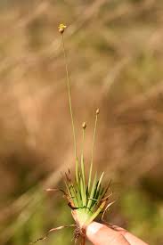 Image result for Xyridaceae