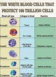 White Blood Cells And Their Functions Medical Laboratory