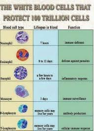 white blood cells and their functions medical laboratory