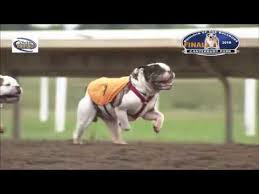 Videos Matching Canterbury Park Bark In The Park 9 3 18